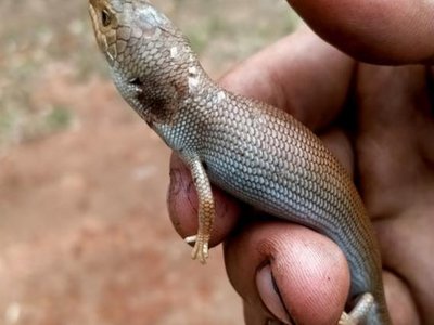 Pygmy Bluetongue Skink