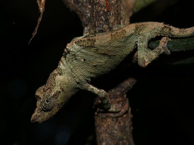 Pygmy Chameleon