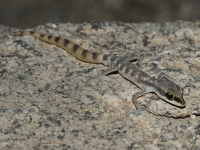 Pygmy Gecko