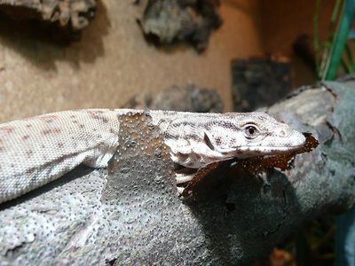 Pygmy Goanna