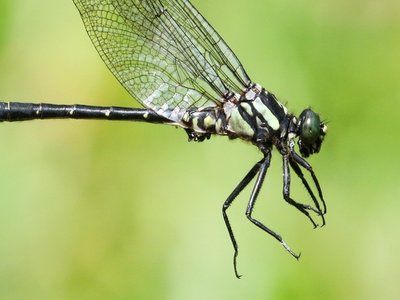 Quebec Clubtail