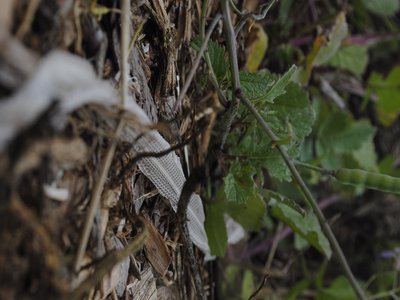 Radish Snake