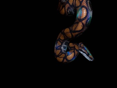 Rainbow Boa