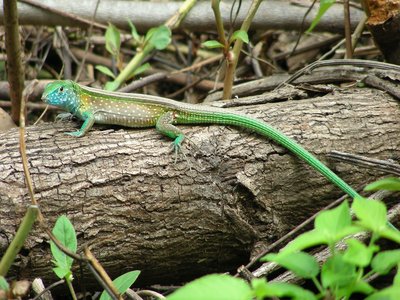 Rainbow Lizard