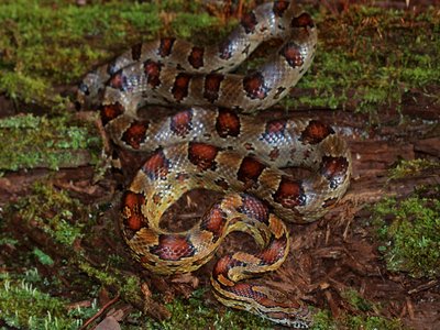 Red Cornsnake