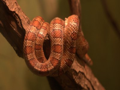 Red Rat Snake