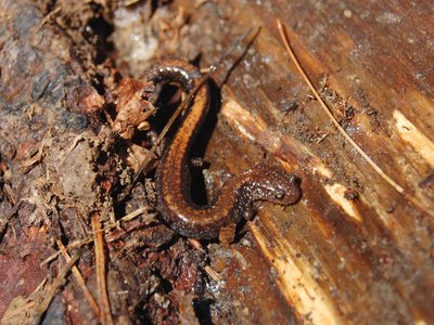 Redbacked Salamander