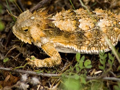 Regal Horned Lizard