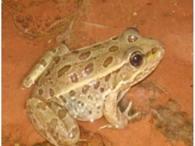 Relict Leopard Frog