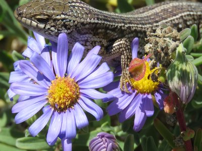 Reptile Skink