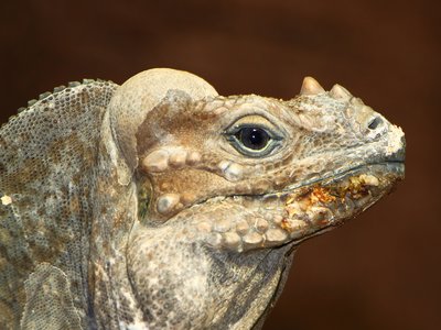 Rhinoceros Iguana