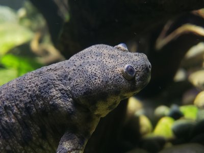 Ribbed Newt