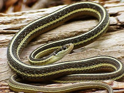 Ribbon Snake