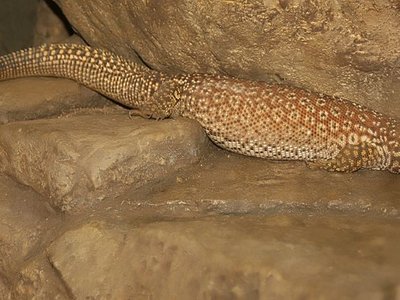 Ridgetail Monitor