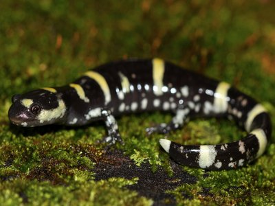 Ringed Salamander