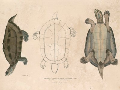 Roofed Turtle