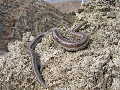 Rosy Boa
