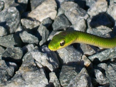 Rough Green Snake