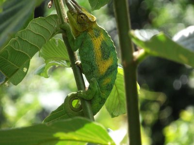 Ruwenzori Chameleon