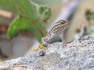 Sagebrush Lizard