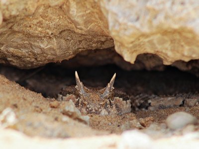Saharan Horned Viper