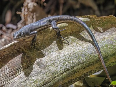 Samoa Skink