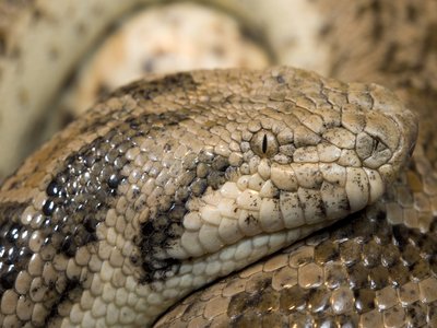 Sand Boa