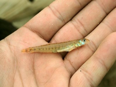 Sand Darter