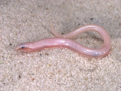 Sand Skink
