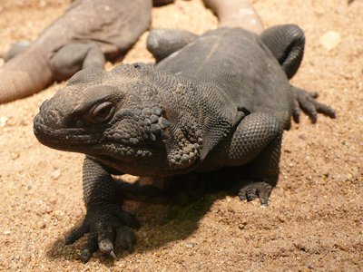 Sauromalus ater