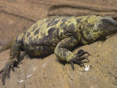 Sauromalus varius