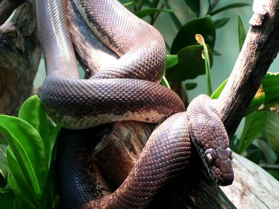 Savu Python