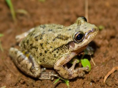 Scinax similis