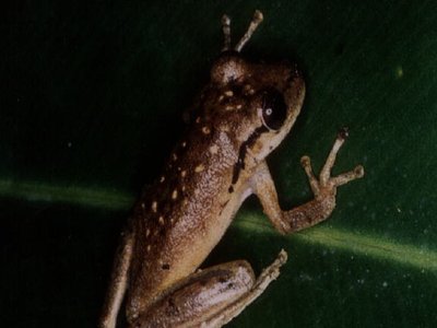 Scinax