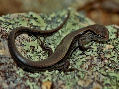 Scincella lateralis