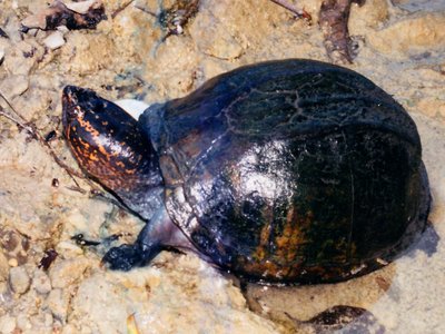 Scorpion Mud Turtle