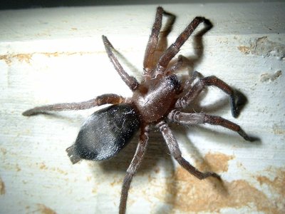 Scotophaeus