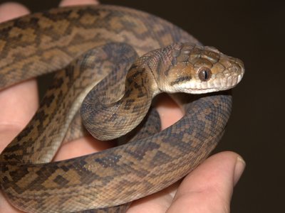 Scrub Python