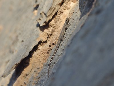 Semaphore Gecko