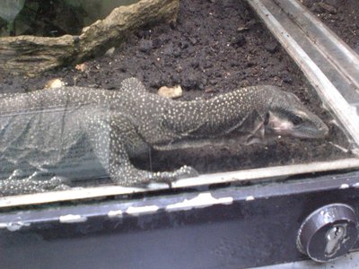 Sepik Monitor