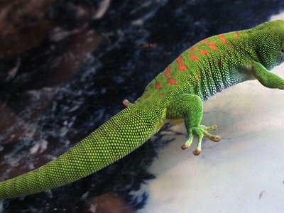 Seychelles Giant Gecko