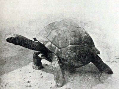 Seychelles Giant Tortoise