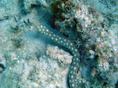 Sharptail Snake