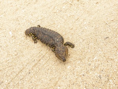 Shingleback