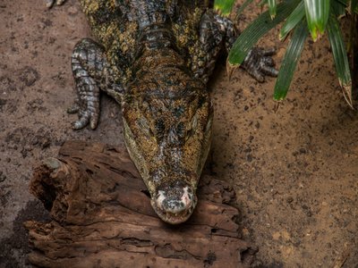 Siamese Crocodile