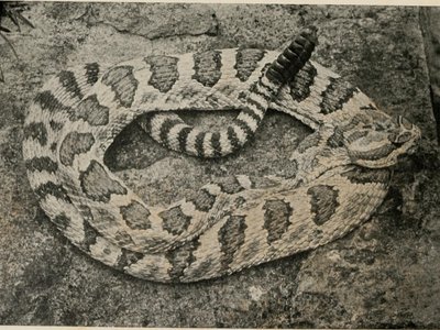Slender Dwarf Snake