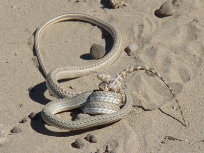 Slender Sand Snake