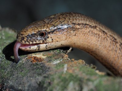 Slow Worm
