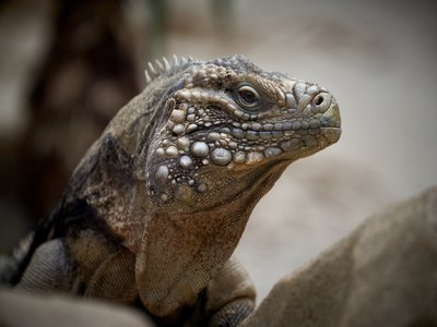 Smooth Basilisk