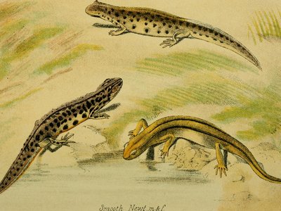 Smooth Collared Lizard